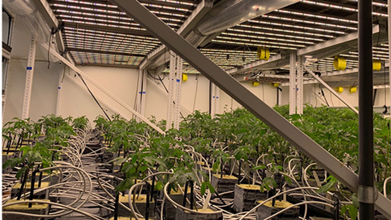 Vertical farming case